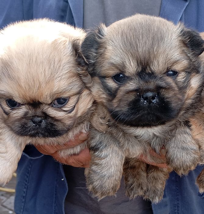 Малки сладки пекинезчета!