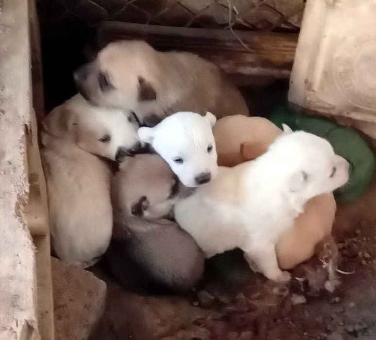 Кученца за подаряване.