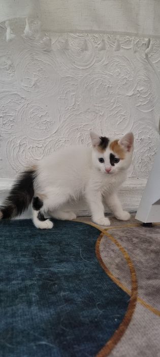 Отдадим котят девочек в добрые руки