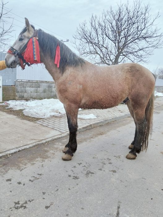 Vând sau schimb mânz de doi ani