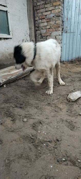 Сатам жағдай жақсы