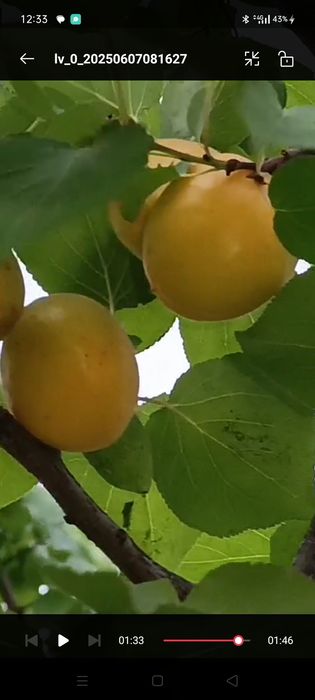 Zardoli oʻrik залдори урик 20 тон