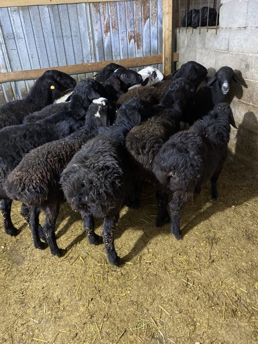 Койлар сатылады