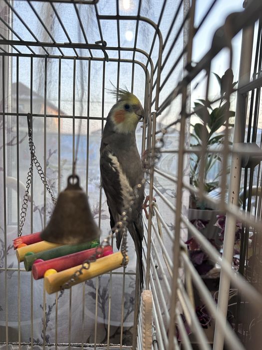 Продам попугаев Корелла