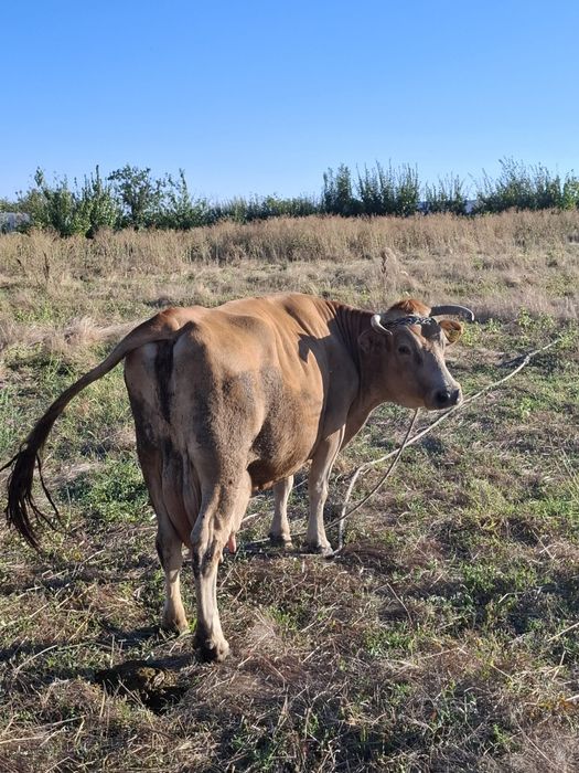 De vânzare vaca cu viței