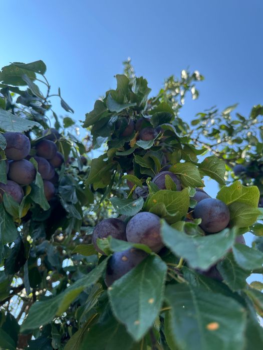 Prune pentru țuică calitatea 1
