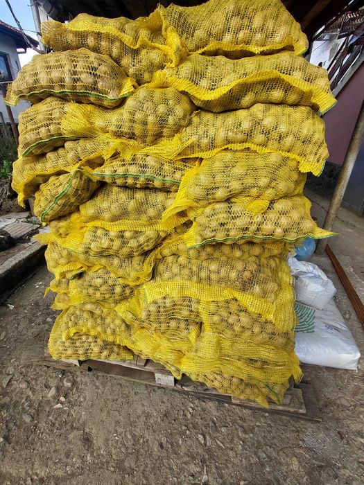 Продажба на семенни картофи сорт „Джили“