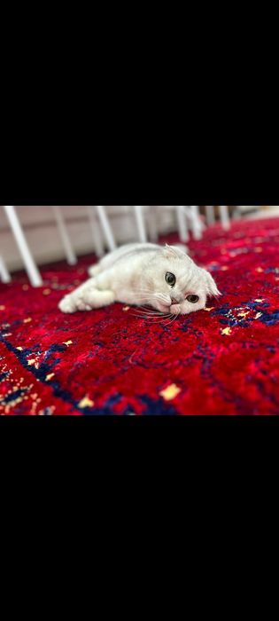 Продам Шотландский котят
