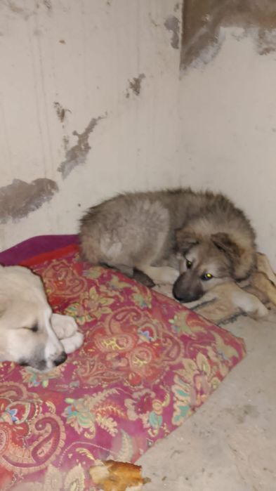 Алабай кушіктер 2шт  ұрғашы