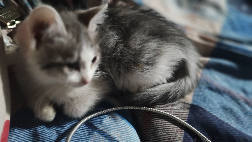 Отдам котят (мальчики)