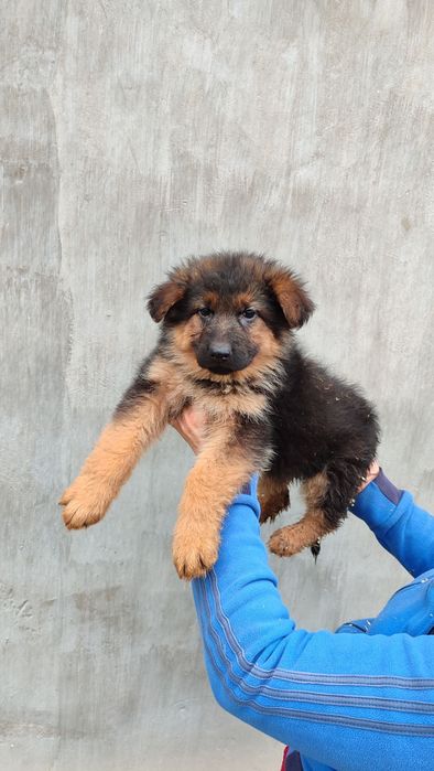 Продаются щенки немецкой овчарки