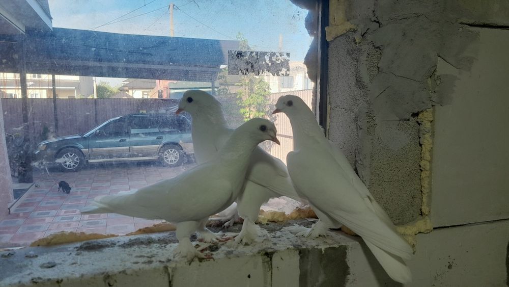 Белые таклы голубки