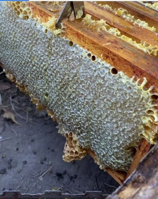 Продавам натурален полифлорен пчелен мед мана + магарешки бодил