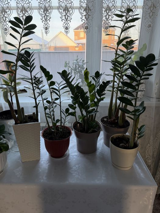 Продам замиокулькас долларовое дерево