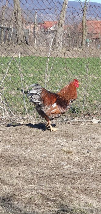 Cocoși Wyandotte albastru auriu