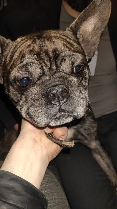Продам срочно Французский бульдог