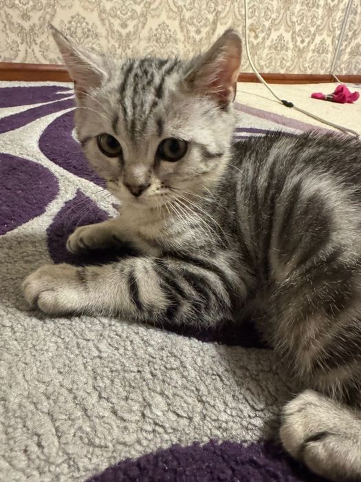 Продается Шотландская вислоухая