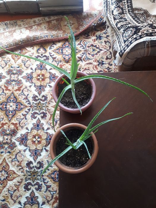 Продам домашние отростки