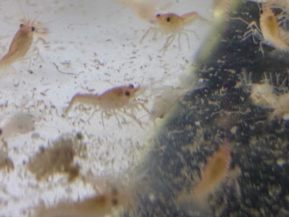 Бебета рачета Procambarus Alleni