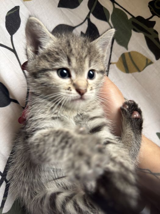 Отдам котяток в добрые руки