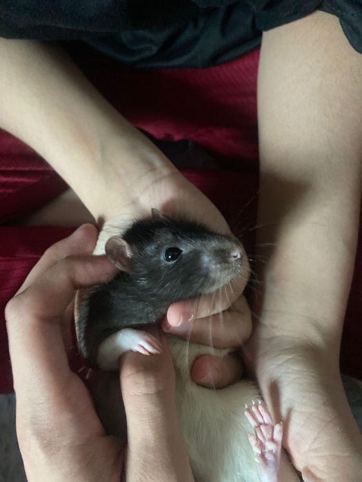 Крысы Дамбо бесплатно