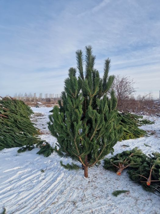 Елка новогодняя сосна ель пихта