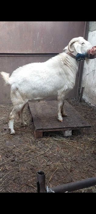 Козел англонубиец