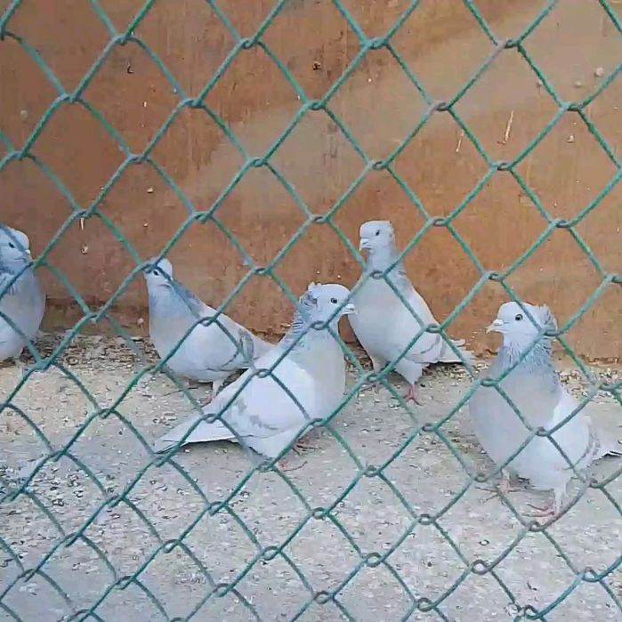 Голуби бакинцы .