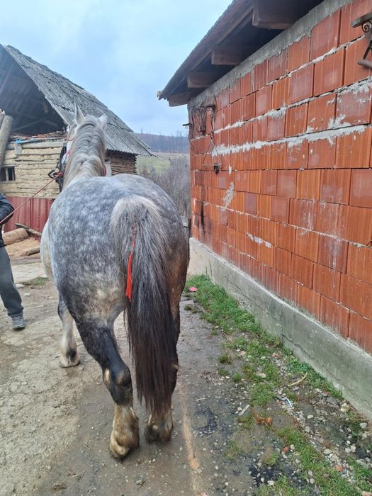 Vand iapa pe 6 ani cuminte