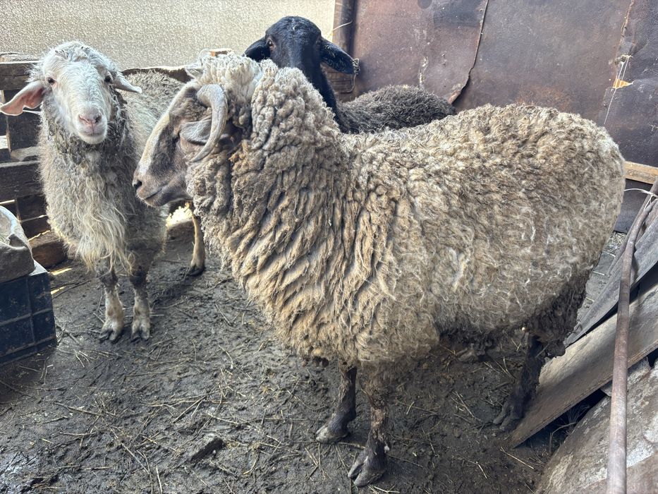 Продам барана