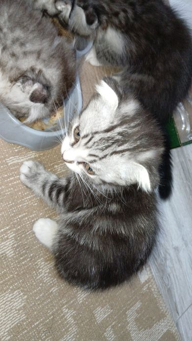 Шотландский вислоухи котята