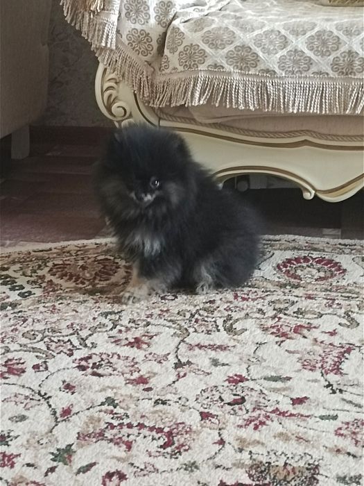 Порода шпиц 3 месяца