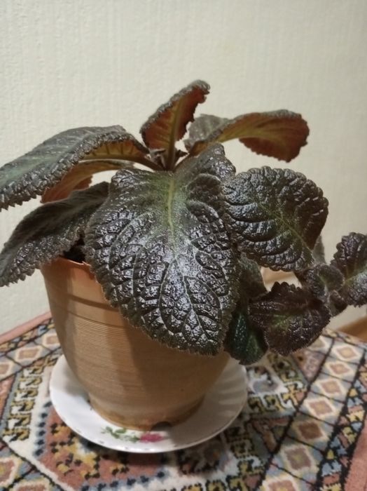 Продам цветы