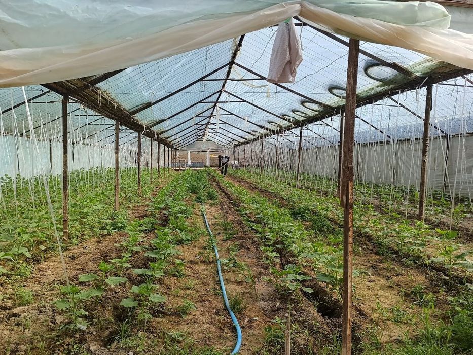 Nazarbek Turkiston da 8 sotix dala xovli sotiladi