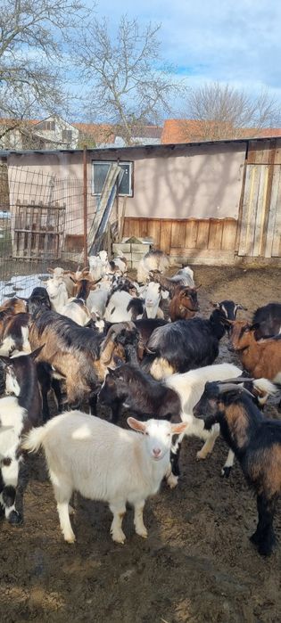 Vănd 30de capre gestante