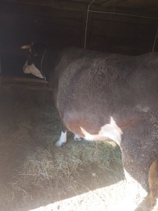 Vând vacă gestantă