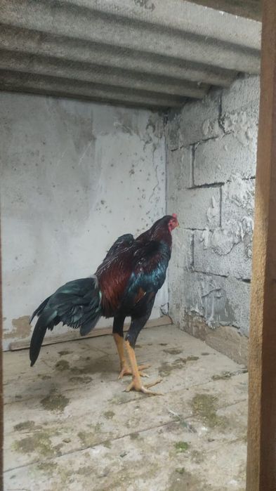 Дакан кораз тауык