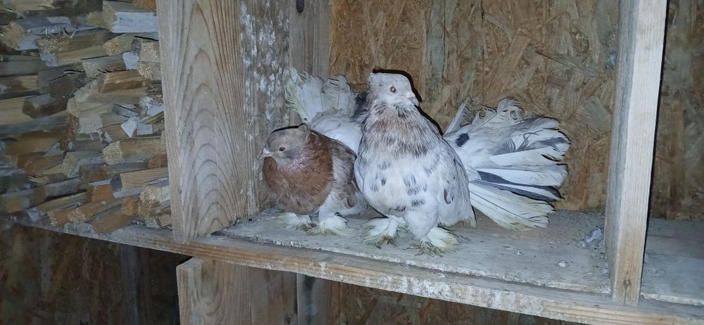 Porumbei voltati indieni