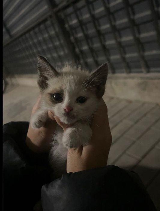 Срочно ищет хозяина Котенок девочка примерно 2 месяц