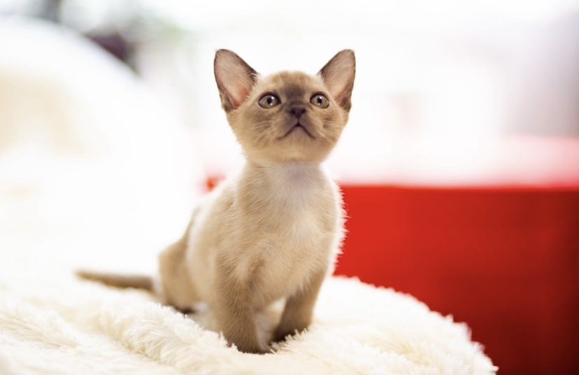 Бурманская кошка