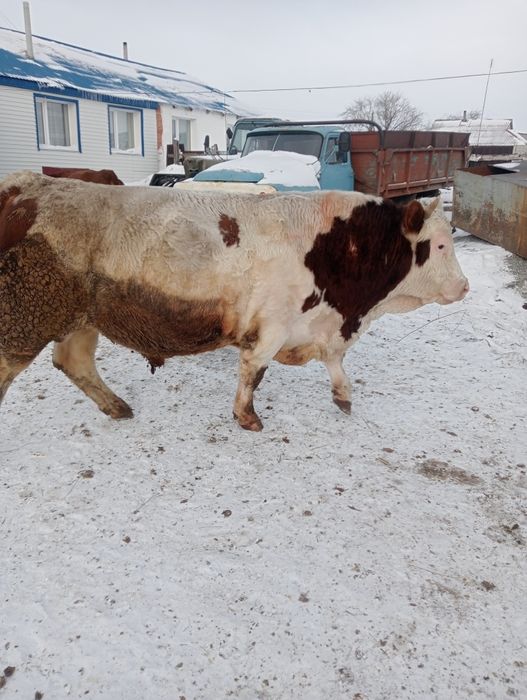 Бык производитель.