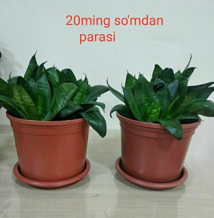 Gullar sotiladi. Arzon narxlarda