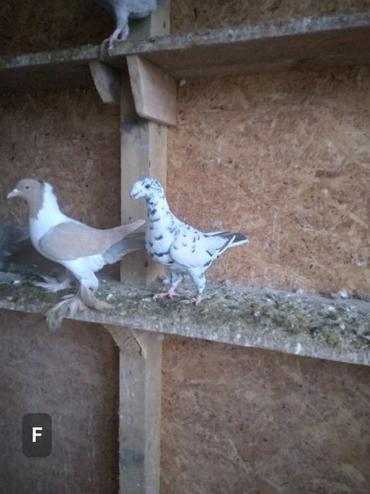 Porumbei Voiajori Germani