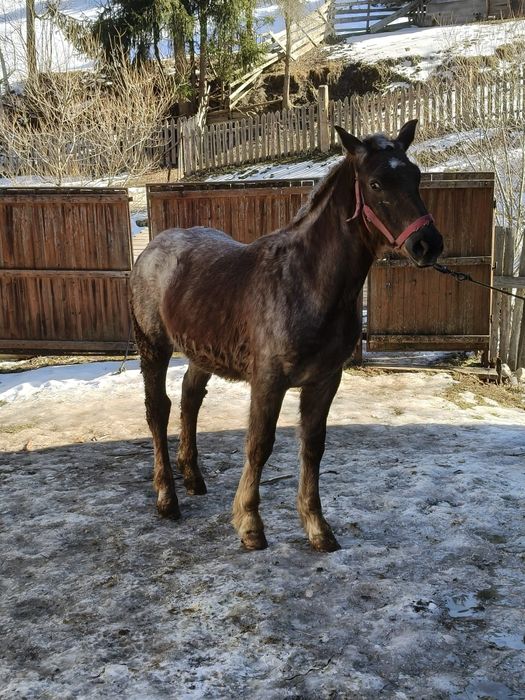 Mânz de vânzare de 9 luni