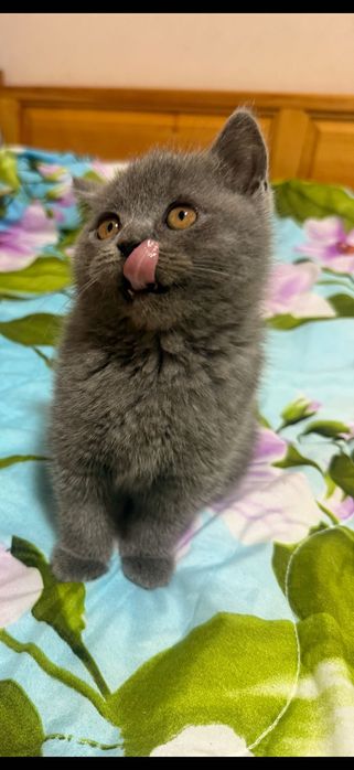 Британско момченце!