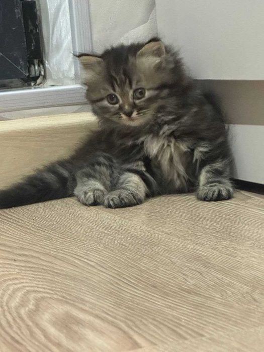 Котята породистые