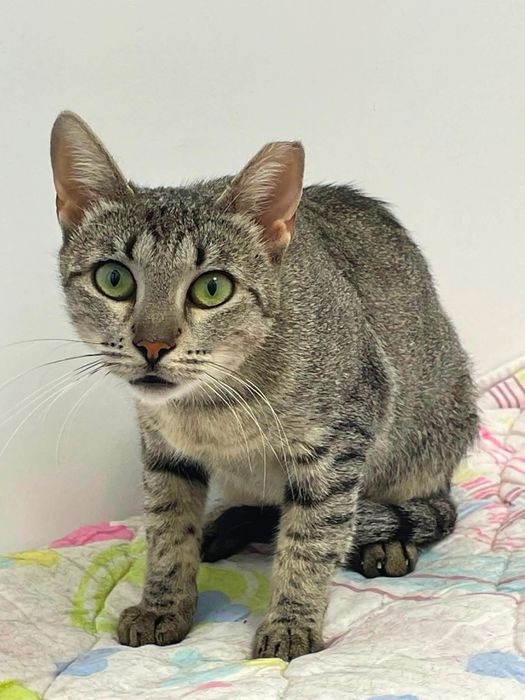 Pisicuta femela spre adoptie