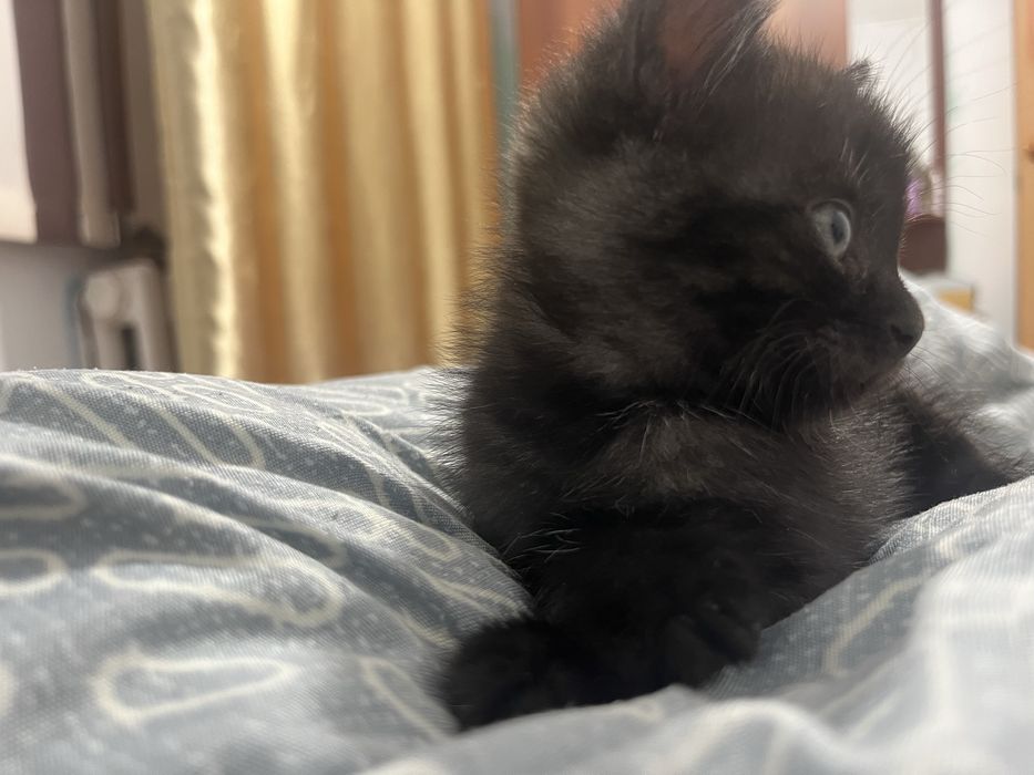 Отдам в добрые руки котёнка