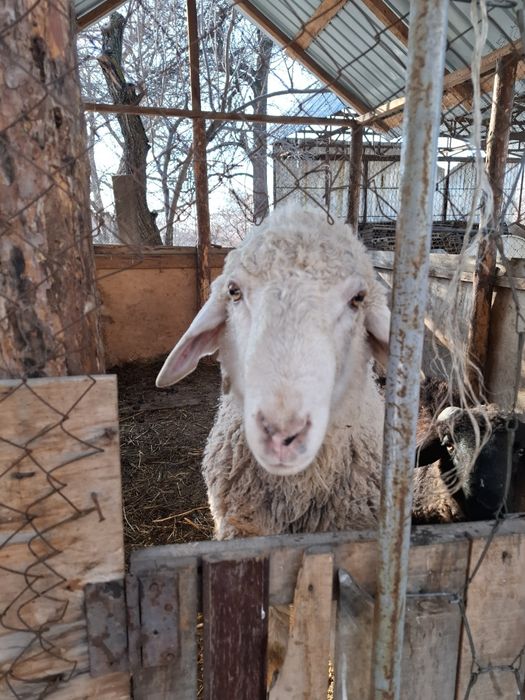 Продам баран Кой сатам