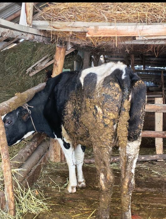 Сиыр сатылад Гольштейн парода  жасы.  4 те  . парода.  Багасы 900000